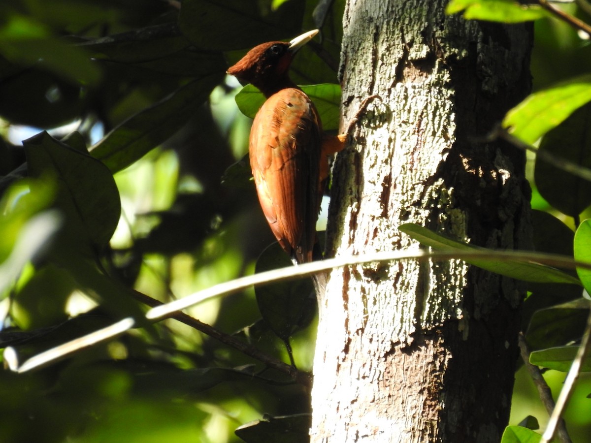 Chestnut Woodpecker - Josué Peña - Jota Travels - Birding Tour