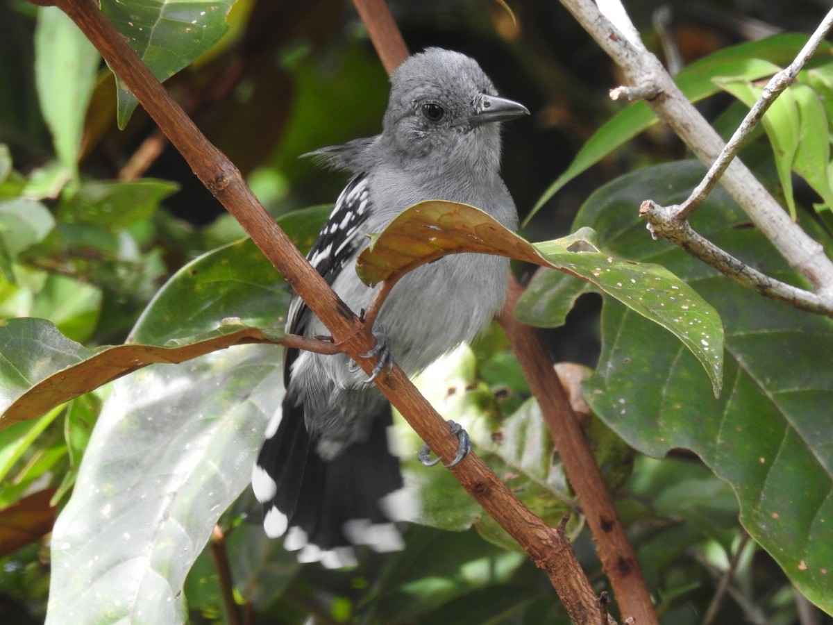 Amazonian Antshrike - Josué Peña - Jota Travels - Birding Tour