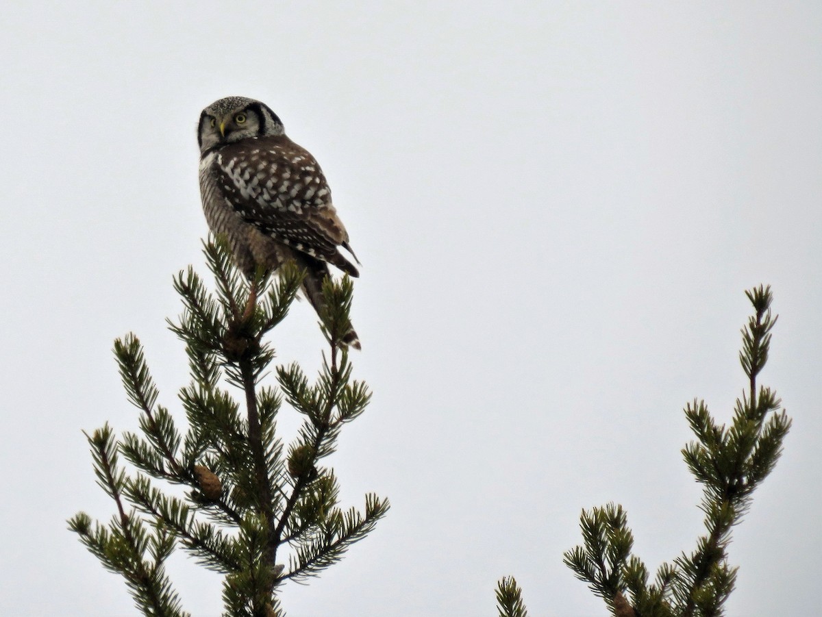 Northern Hawk Owl - NBBird Records