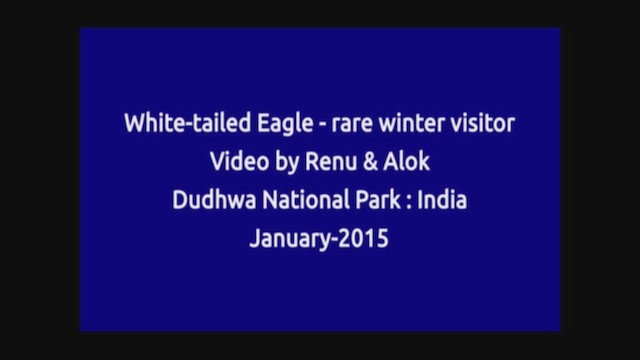 White-tailed Eagle - ML196677391