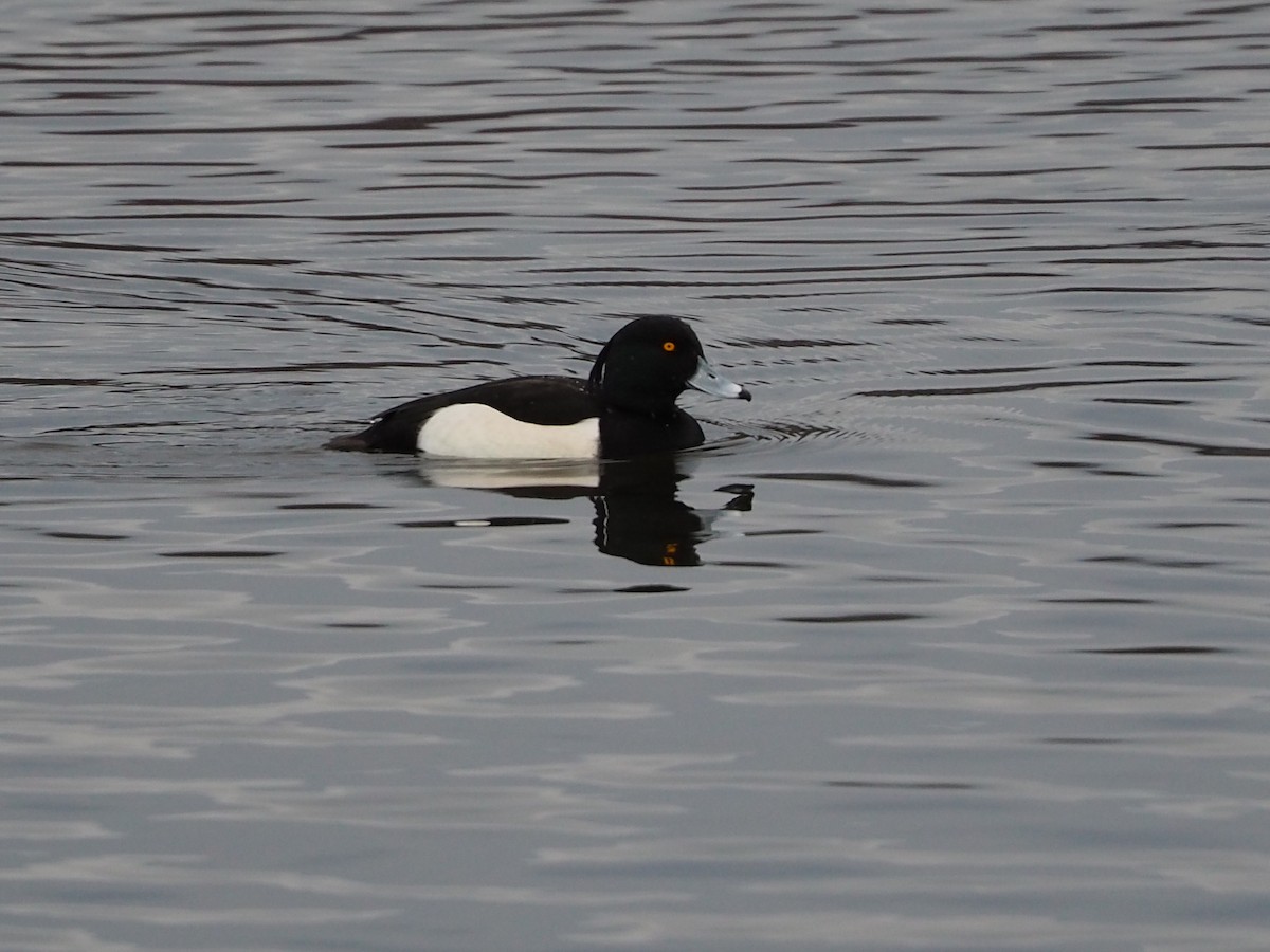 Tufted Duck - ML196678311