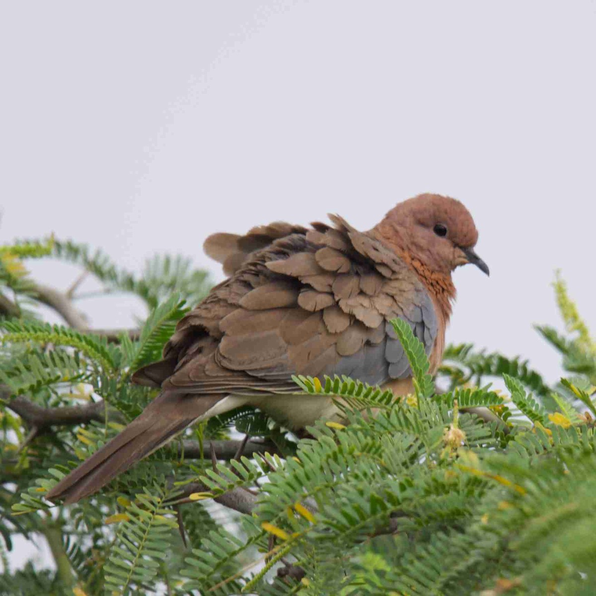 Laughing Dove - ML196683801
