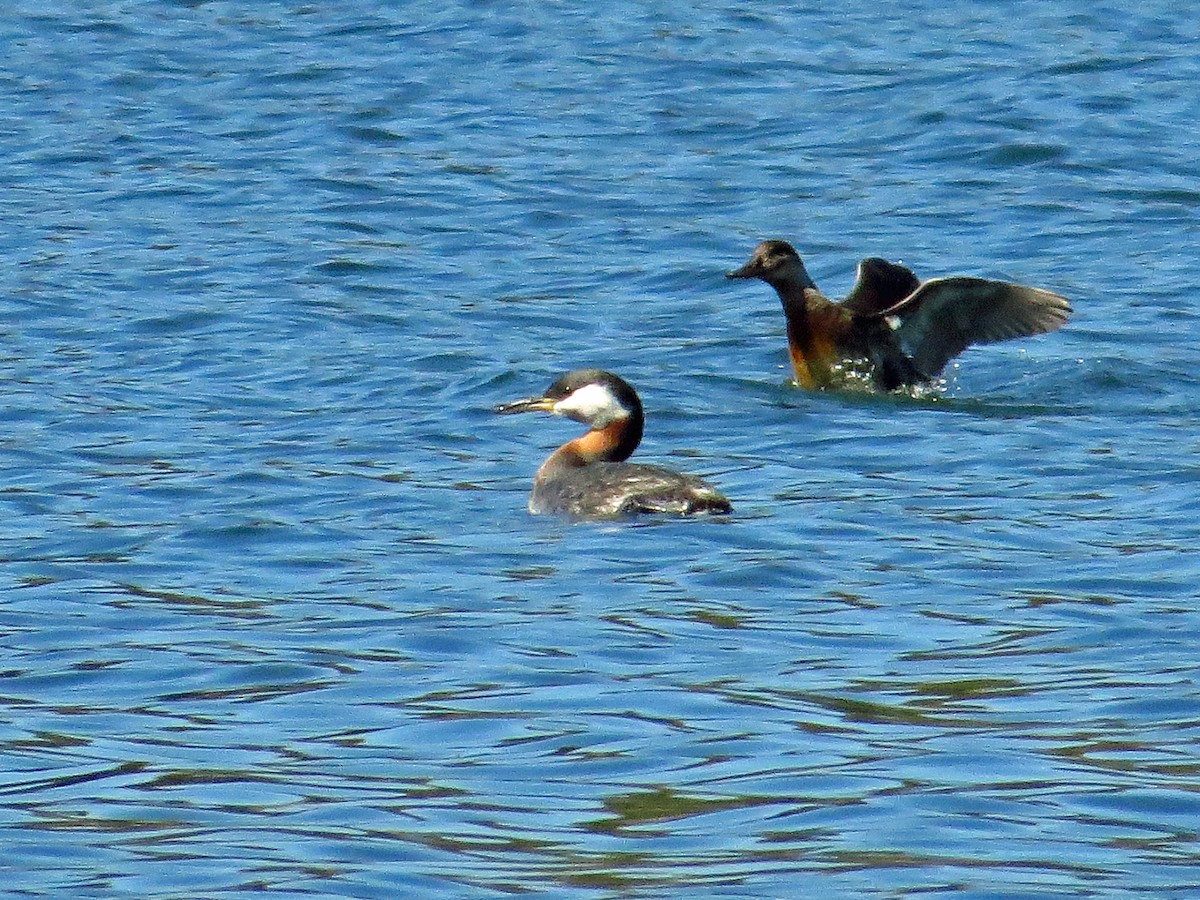 Red-necked Grebe - ML196684851