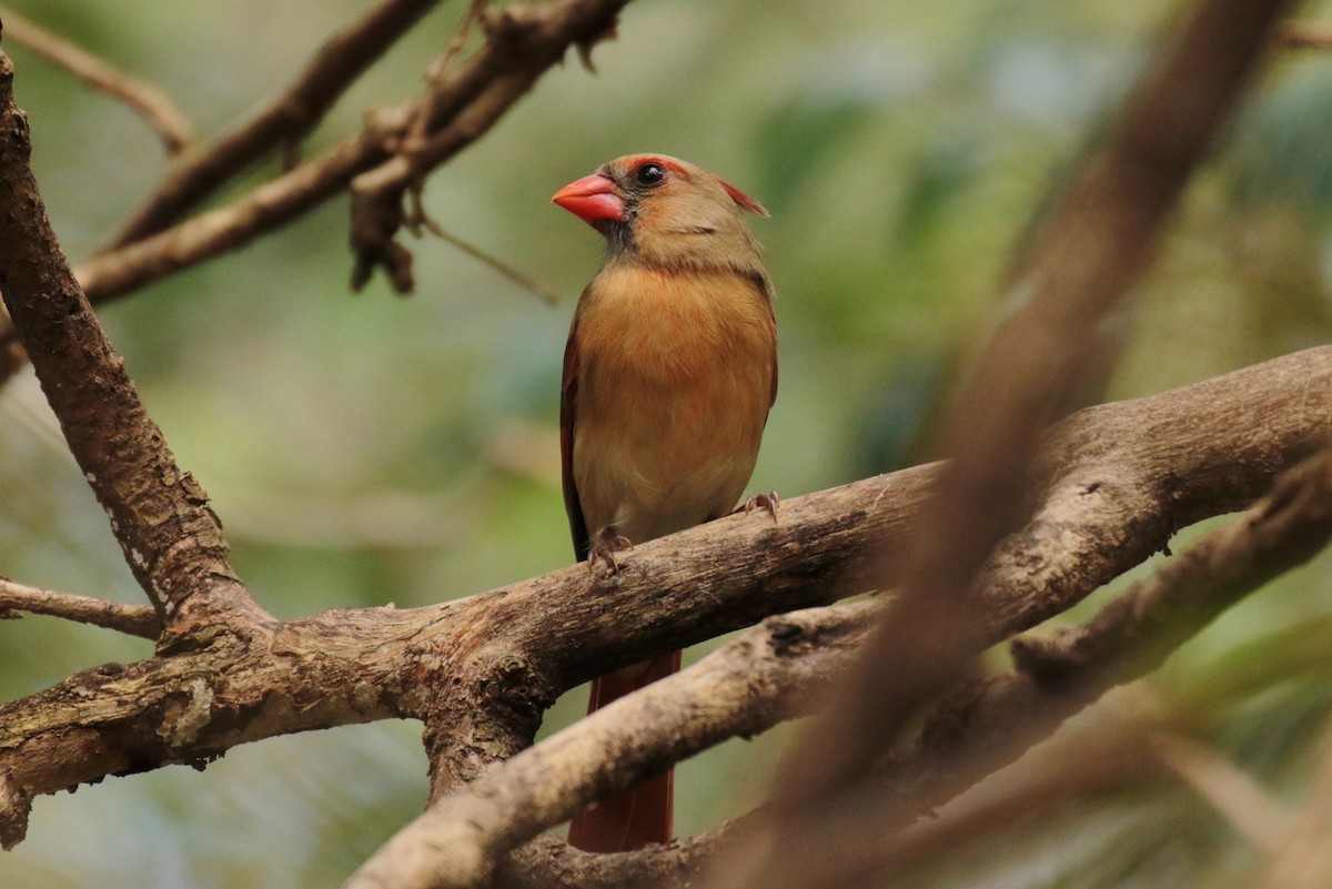 Northern Cardinal - Tommie Rogers
