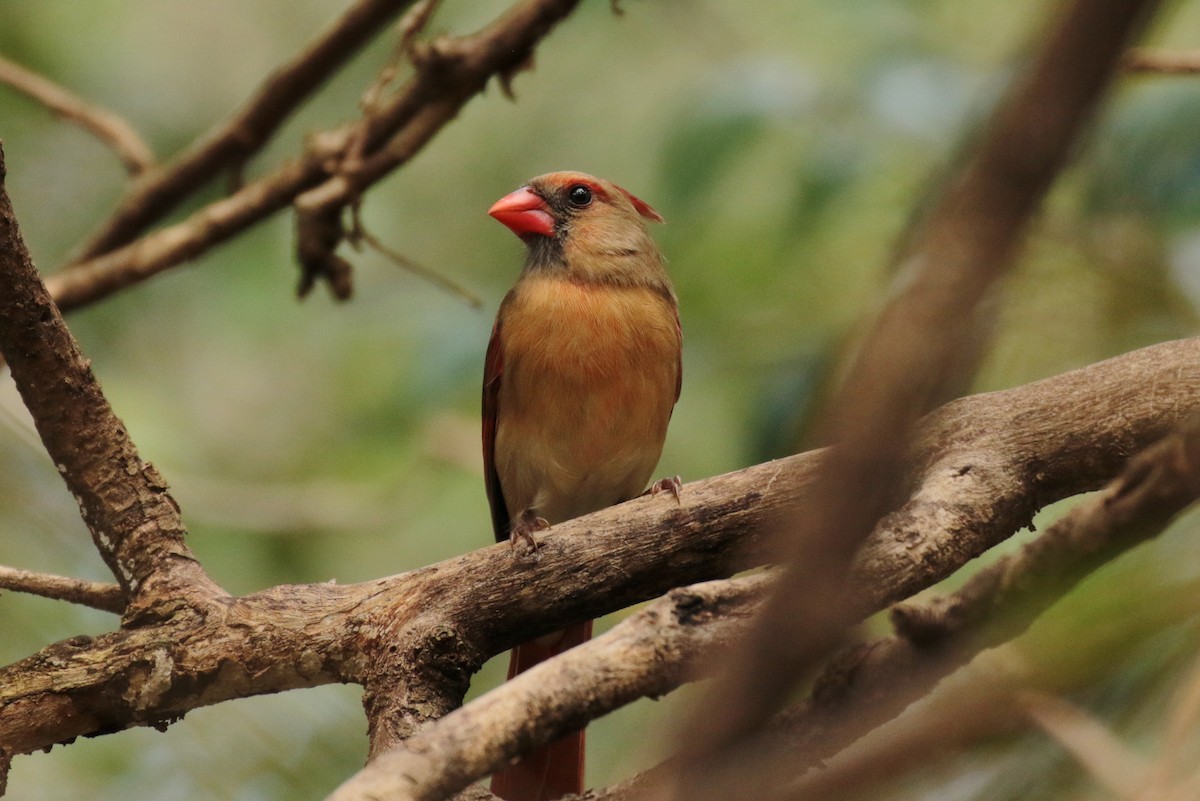 Northern Cardinal - Tommie Rogers