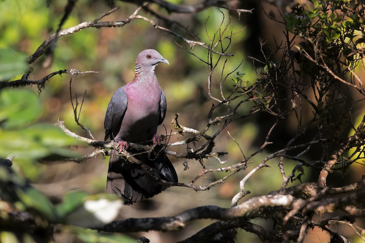 Sri Lanka Wood-Pigeon - Marco Valentini