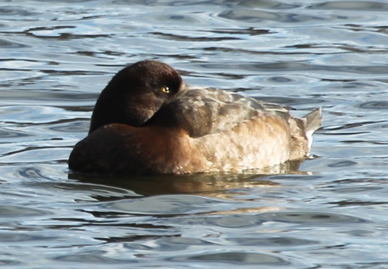 Greater Scaup - ML196692441