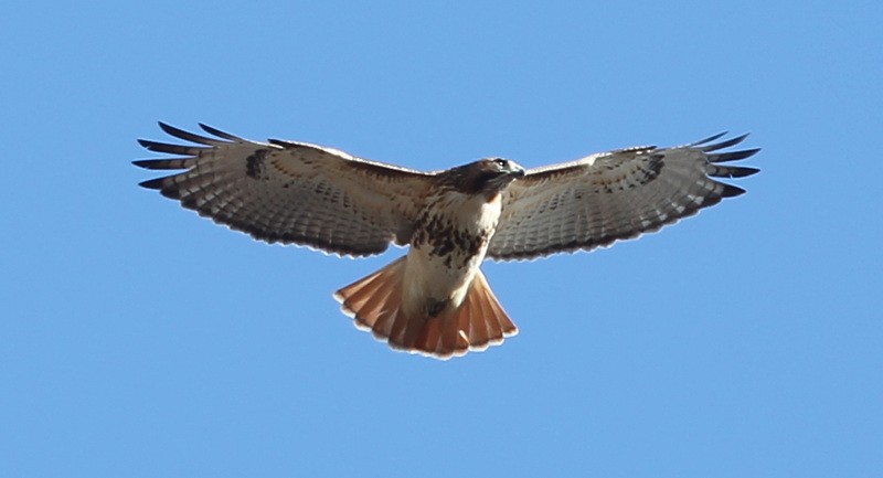 Red-tailed Hawk - ML196692571