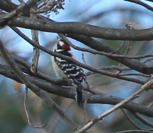 Downy Woodpecker - ML196692591