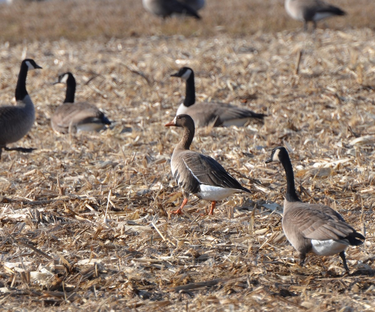 Greater White-fronted Goose - ML196693011
