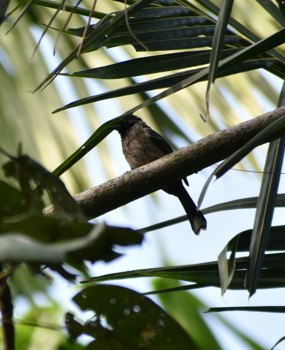 Red-vented Bulbul - ML196693691