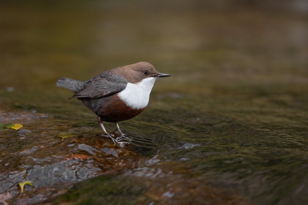 White-throated Dipper - Marco Valentini