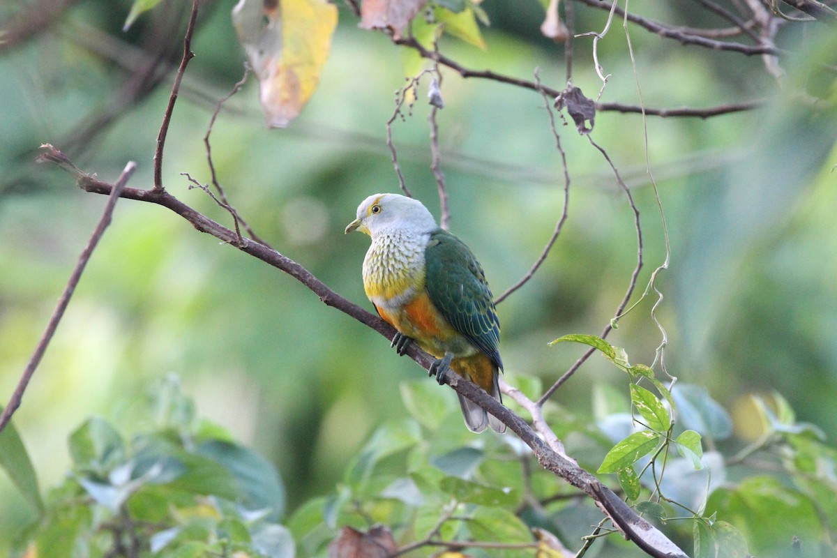 Rose-crowned Fruit-Dove - ML196698511