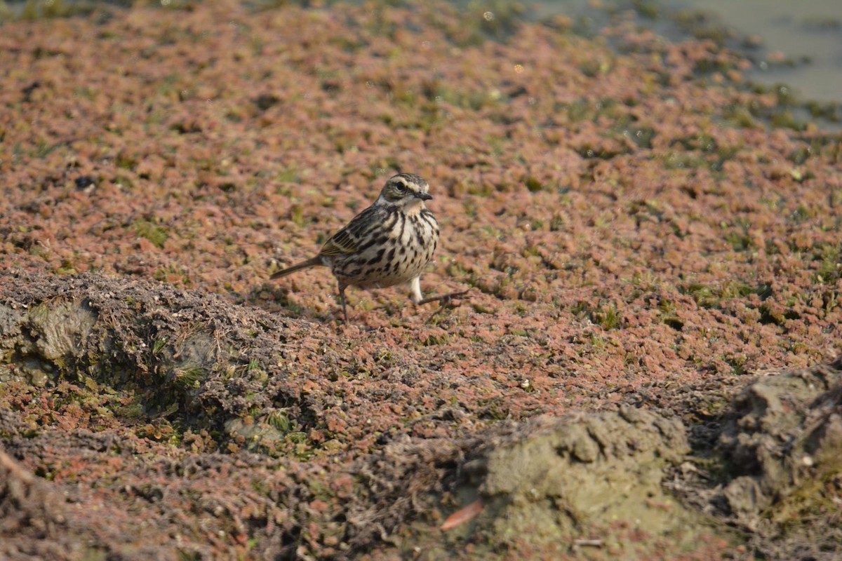 Rosy Pipit - ML196698821