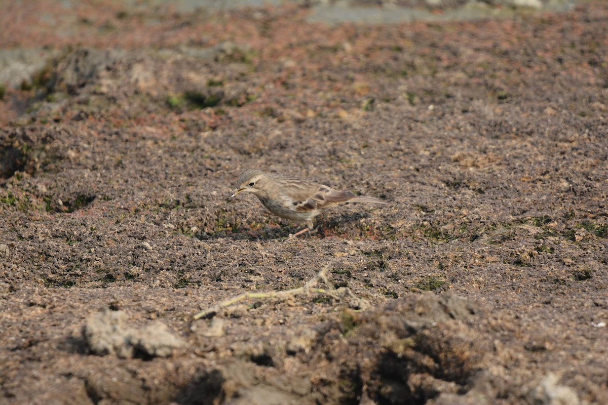 pipit sp. - ML196698861