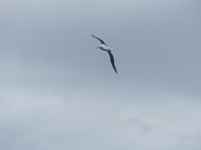 Northern/Southern Royal Albatross - Nancie Dohan
