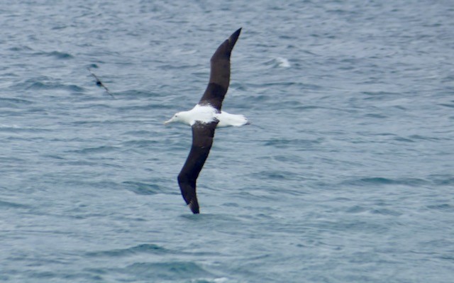 Northern/Southern Royal Albatross - ML196699201
