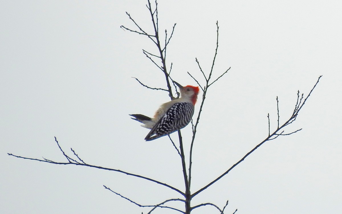 Red-bellied Woodpecker - ML196700561
