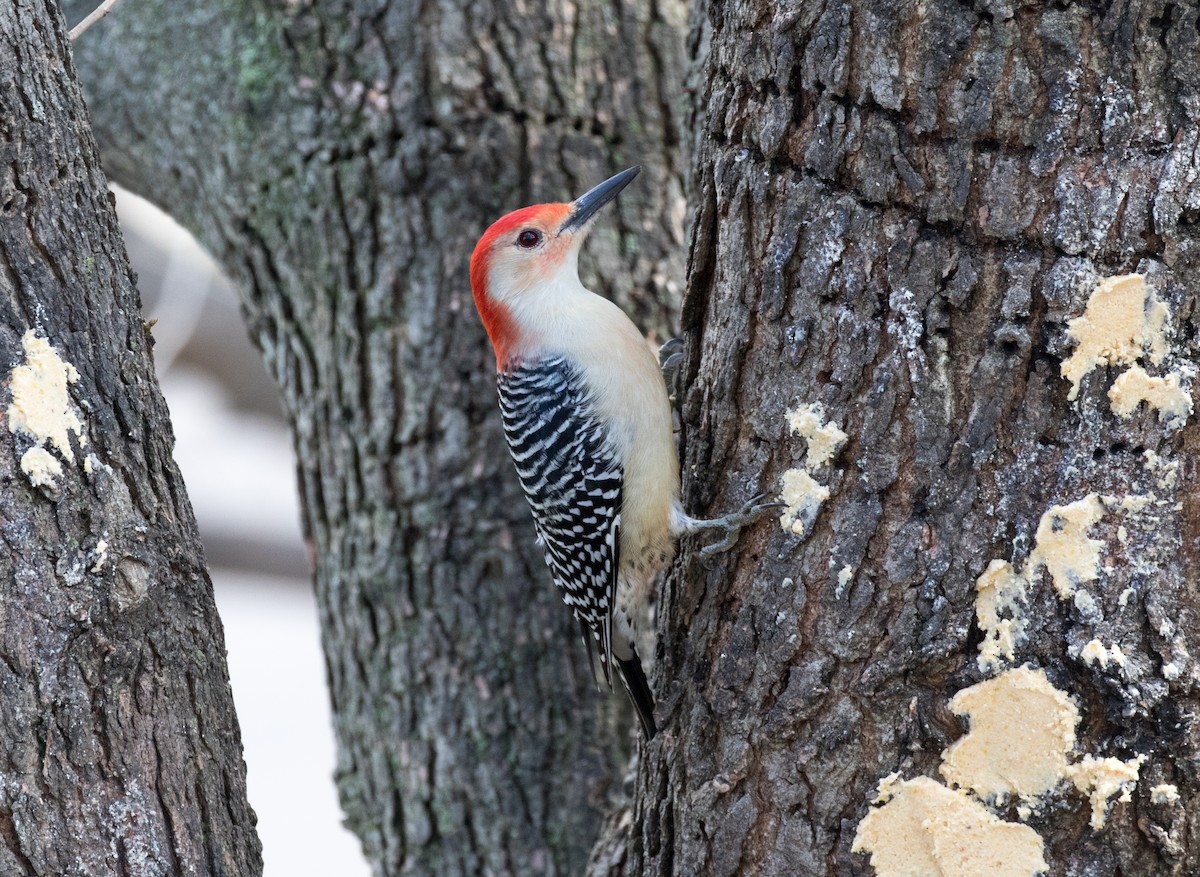 Red-bellied Woodpecker - Adam Vesely