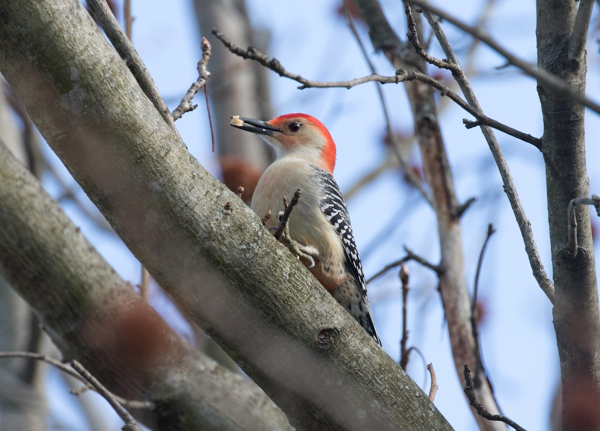 Red-bellied Woodpecker - Adam Vesely