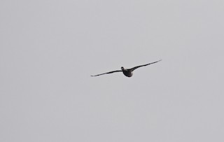 Brant, ML196709871