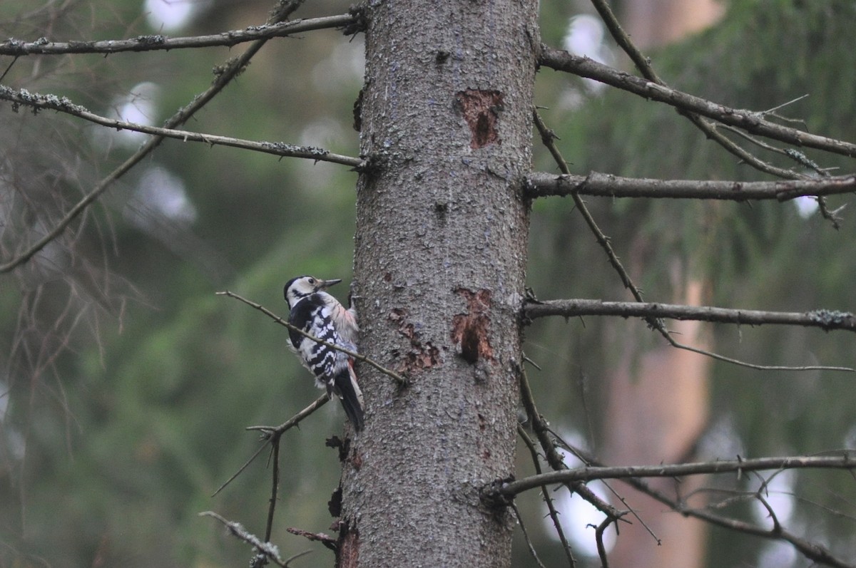 White-backed Woodpecker - ML196713451