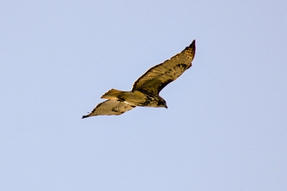Red-tailed Hawk - ML196715821
