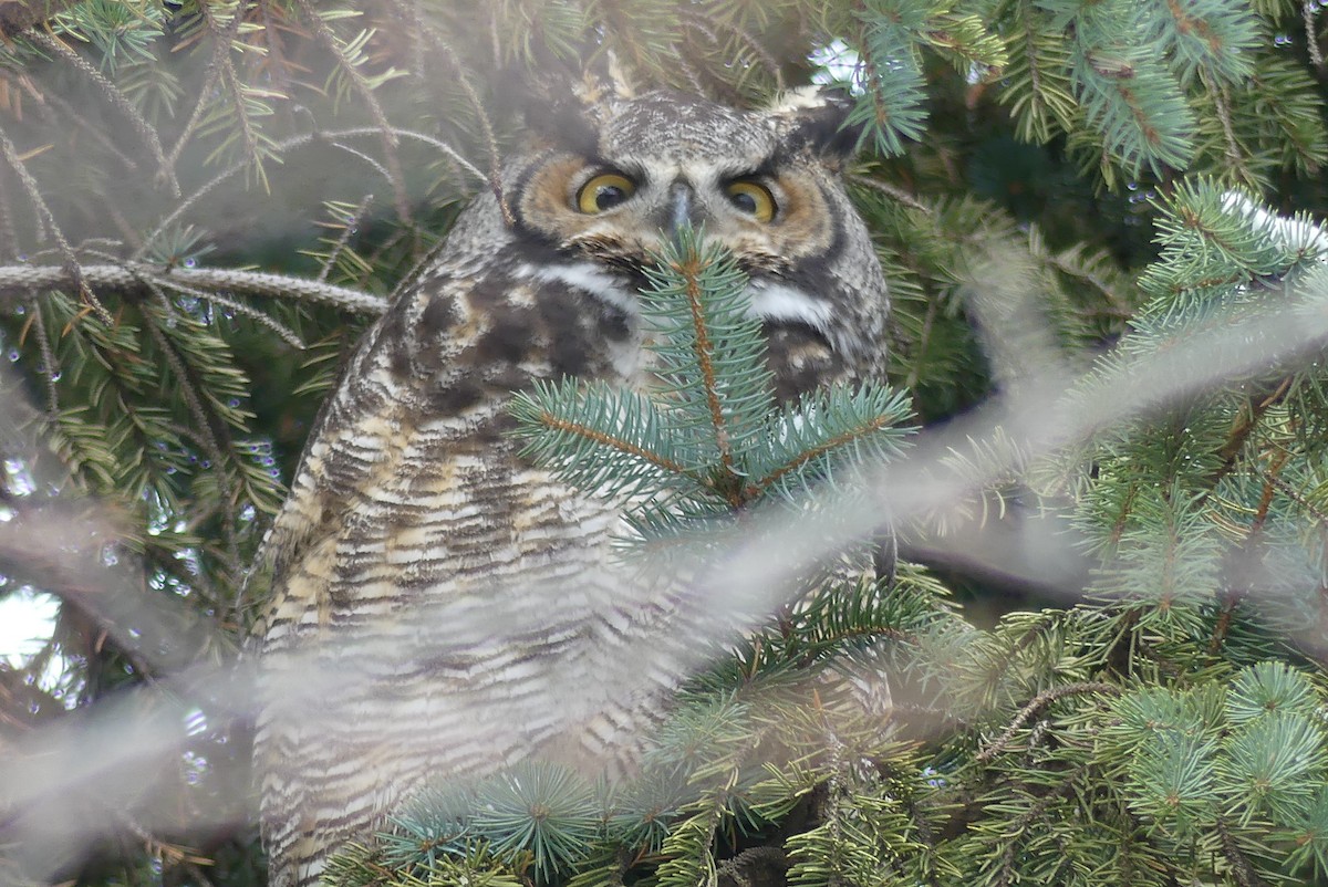 Great Horned Owl - ML196717971