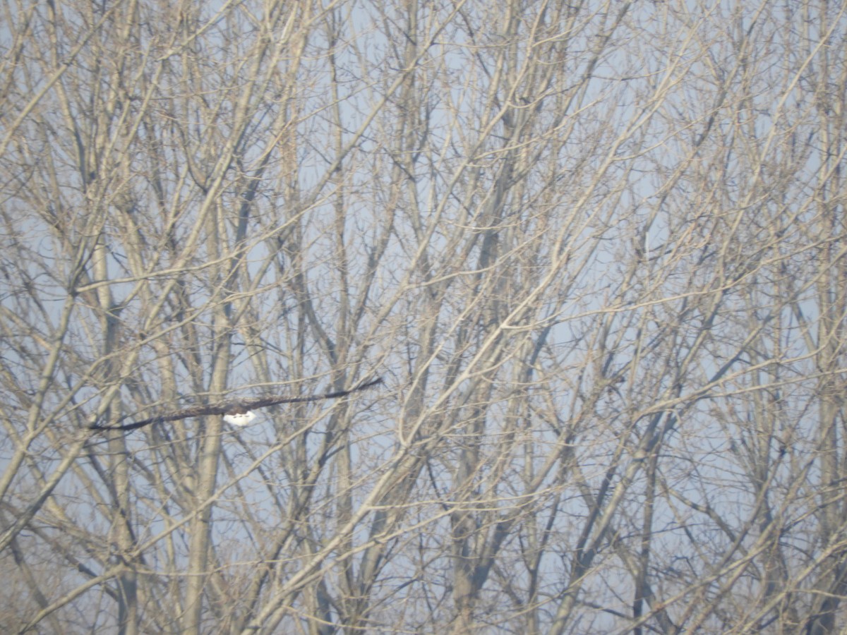 White-tailed Eagle - ML196719721