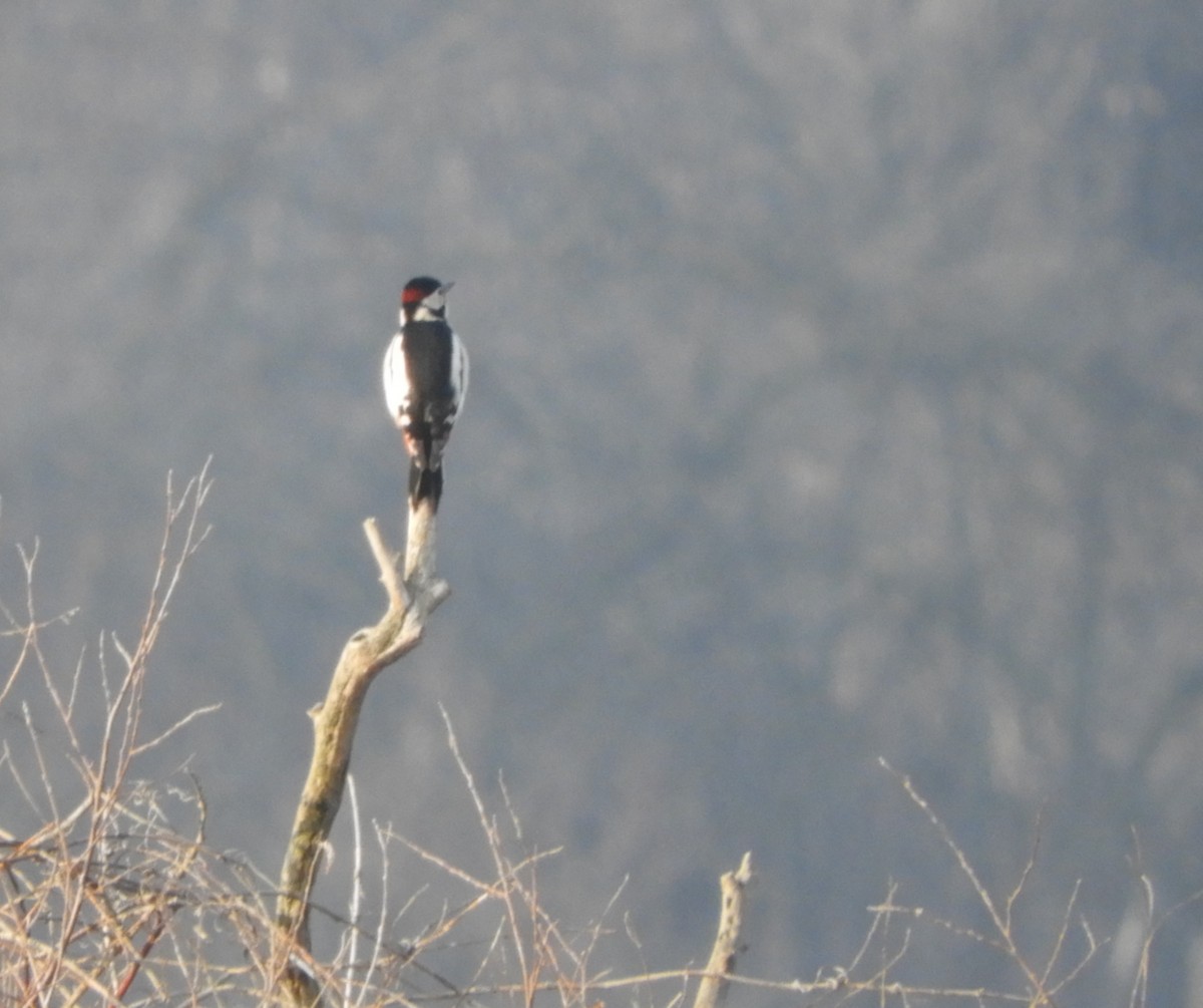 Great Spotted Woodpecker - ML196720581