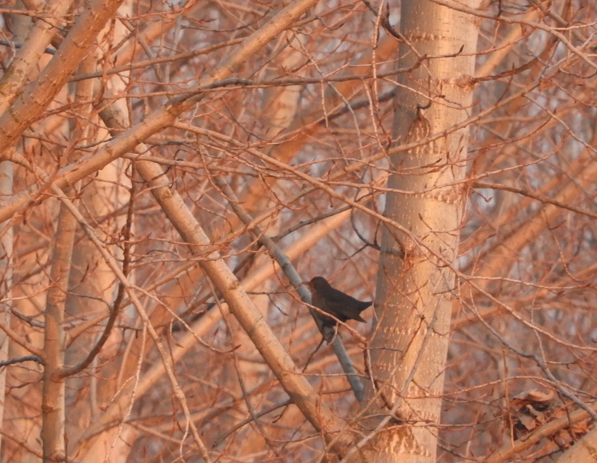 Eurasian Blackbird - ML196721091
