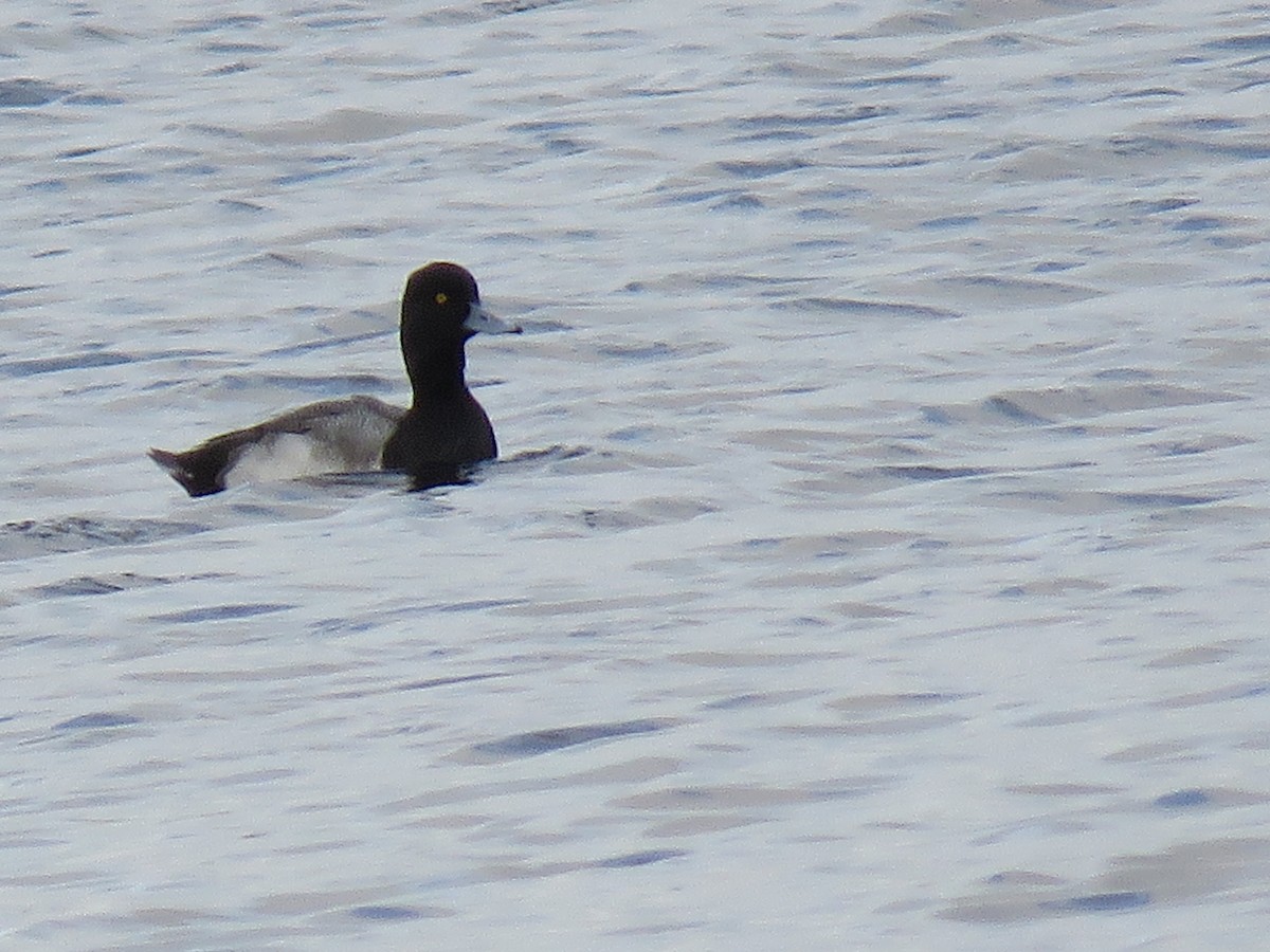 Lesser Scaup - Mary Dunning