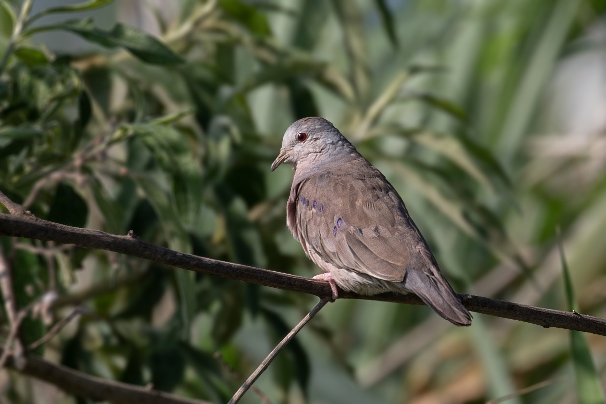 Plain-breasted Ground Dove - Alexandre Gualhanone