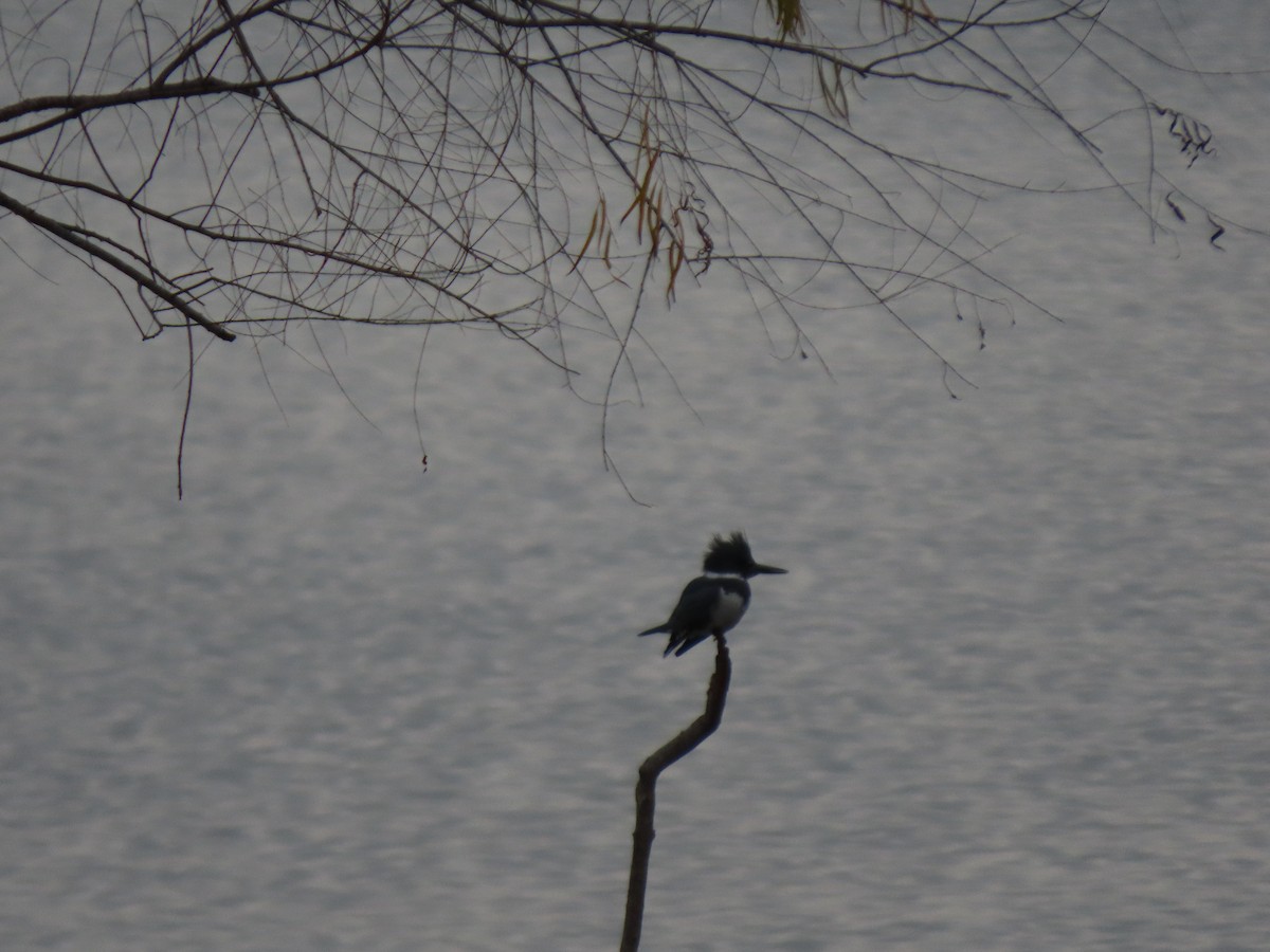 Belted Kingfisher - ML196726981