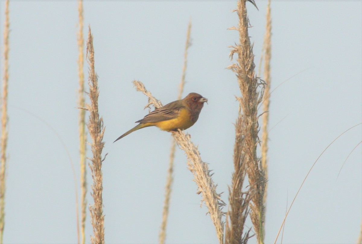 Red-headed Bunting - ML196729011