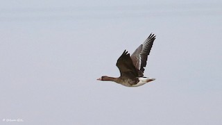 Greater White-fronted Goose, ML196729621