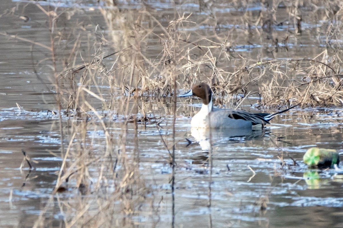 Northern Pintail - Candice Lowther