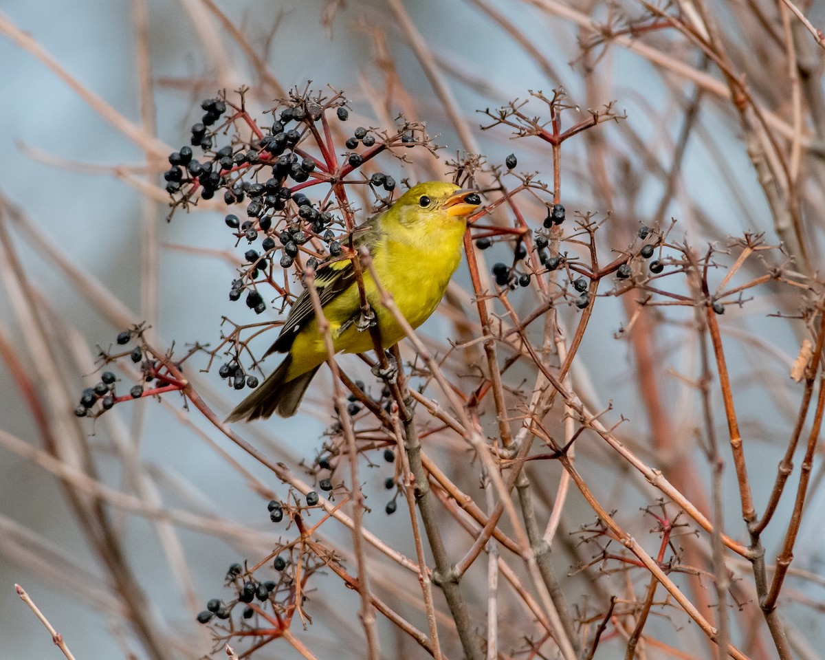 Western Tanager - ML196734971