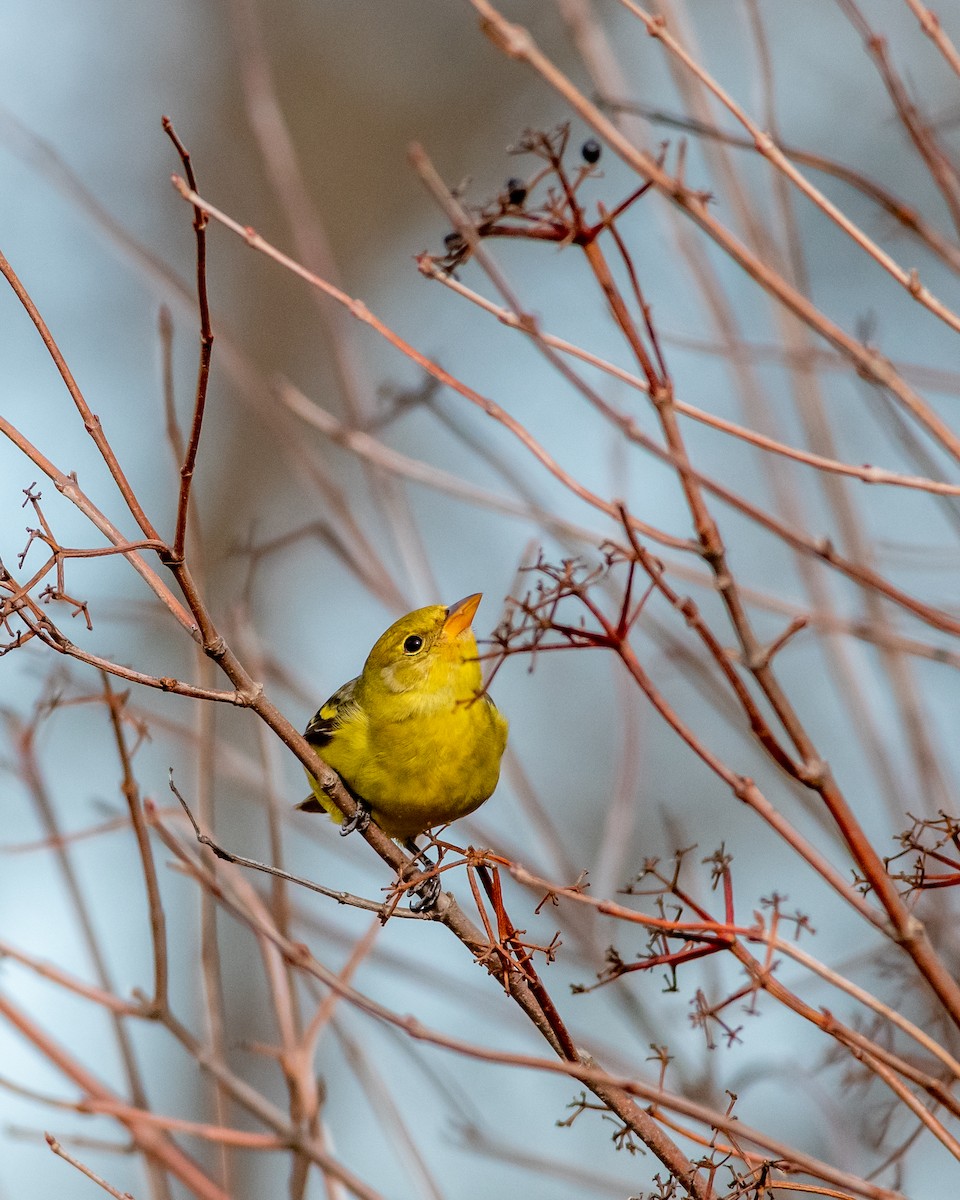 Western Tanager - ML196734991