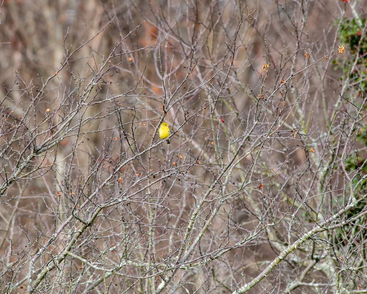 Western Tanager - ML196735081