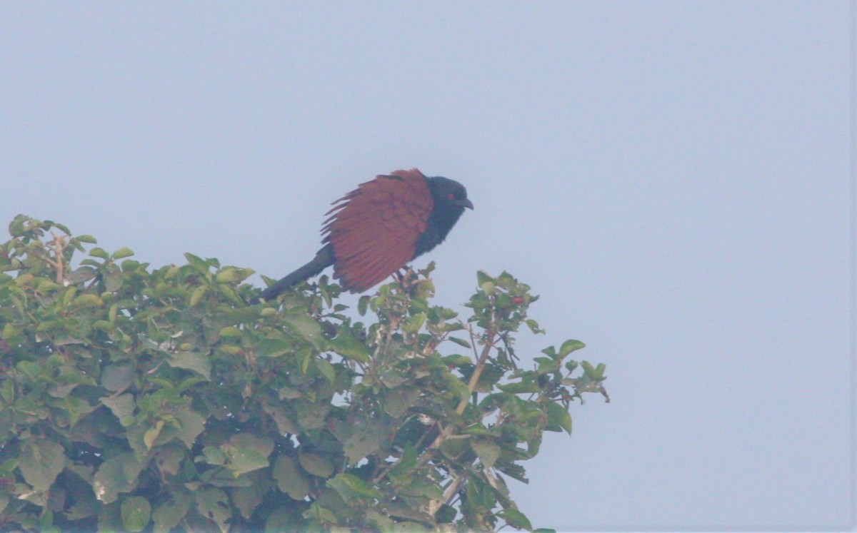 Greater Coucal - ML196736521