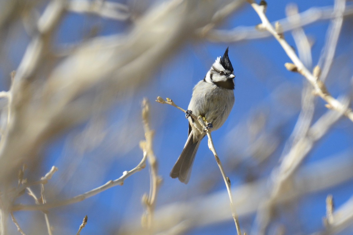 Bridled Titmouse - Will Brooks