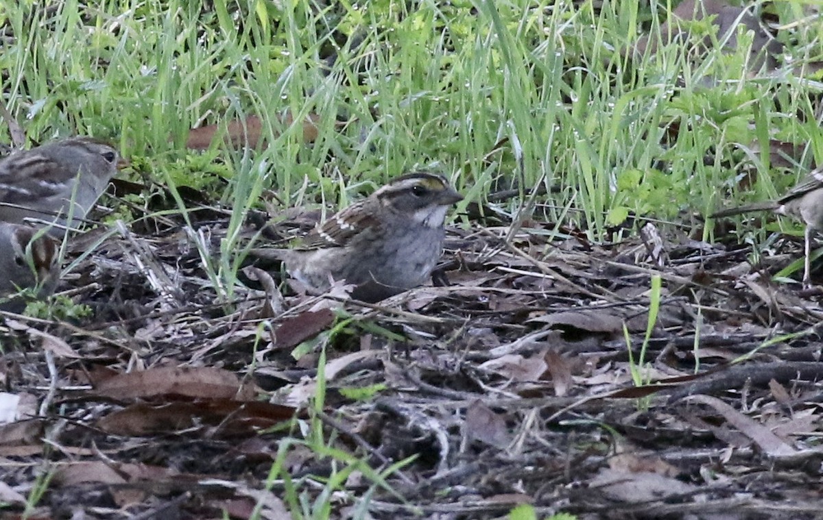 White-throated Sparrow - John Bruin
