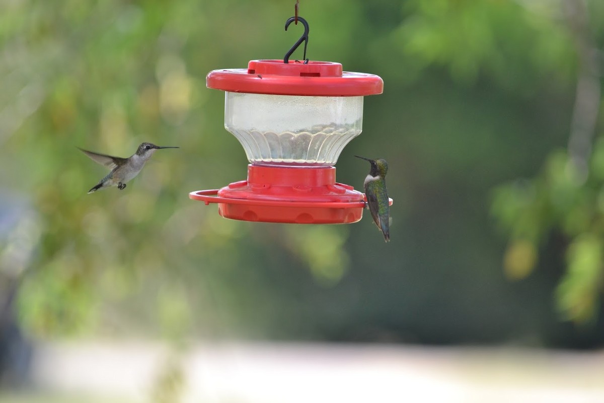 Black-chinned Hummingbird - Kristin Livingston
