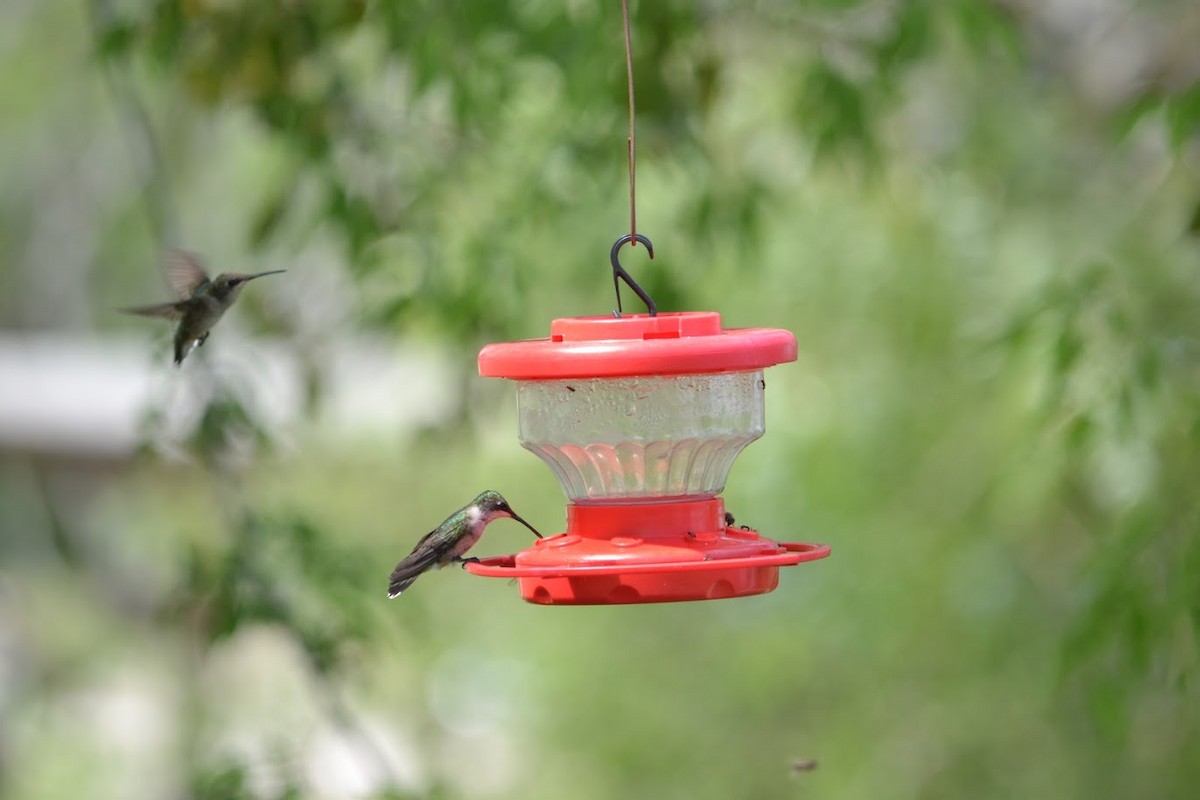 Ruby-throated Hummingbird - ML196745791