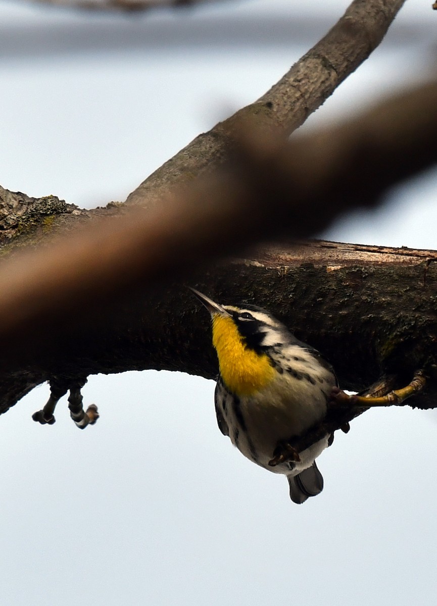 Yellow-throated Warbler - ML196746551