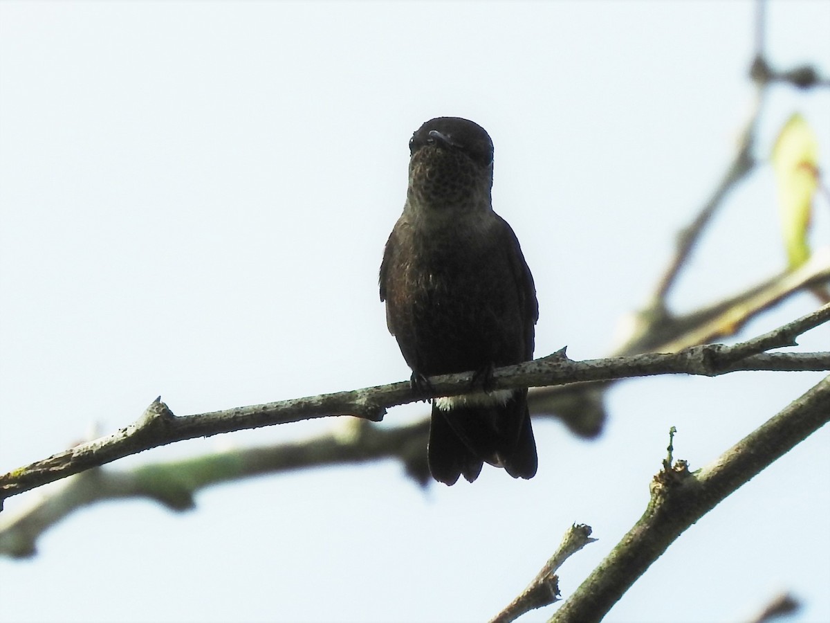 Vervain Hummingbird - Claudius  Feger