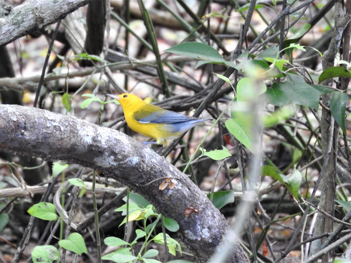 Prothonotary Warbler - ML196748751