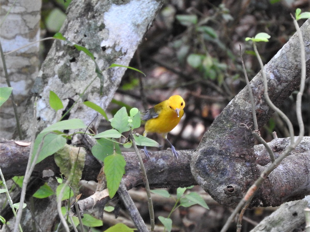 Prothonotary Warbler - ML196748851