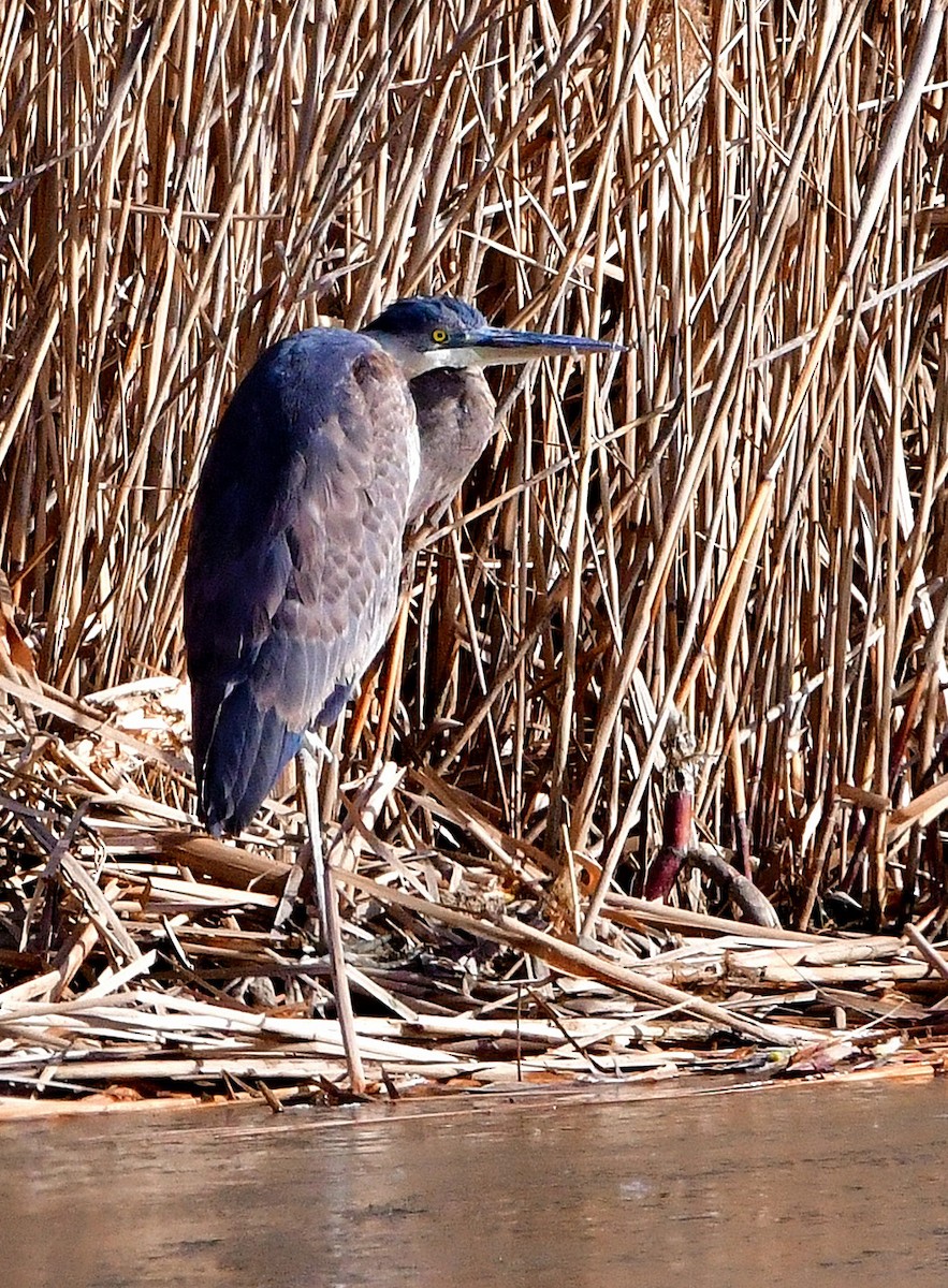 Great Blue Heron - Friends of Exton Park Data